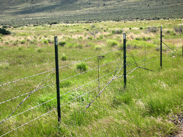 barbed wire cattle fence