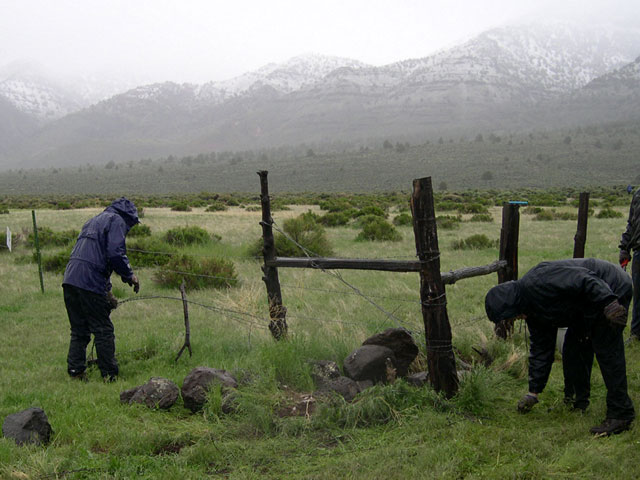 pulling barbed wire fence