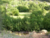 A riparian area in the high desert